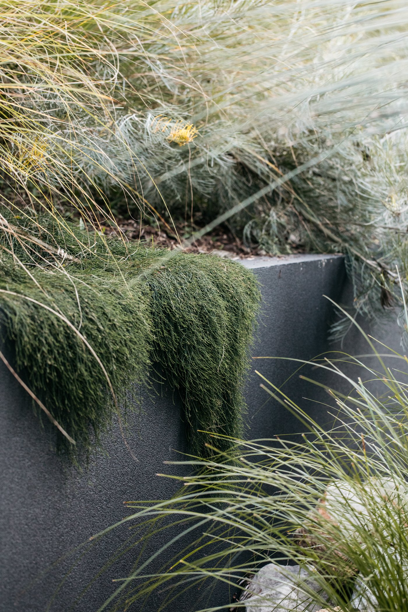 Fig Landscapes Garden Design and Build_Byron Bay_Ewingsdale93.jpg