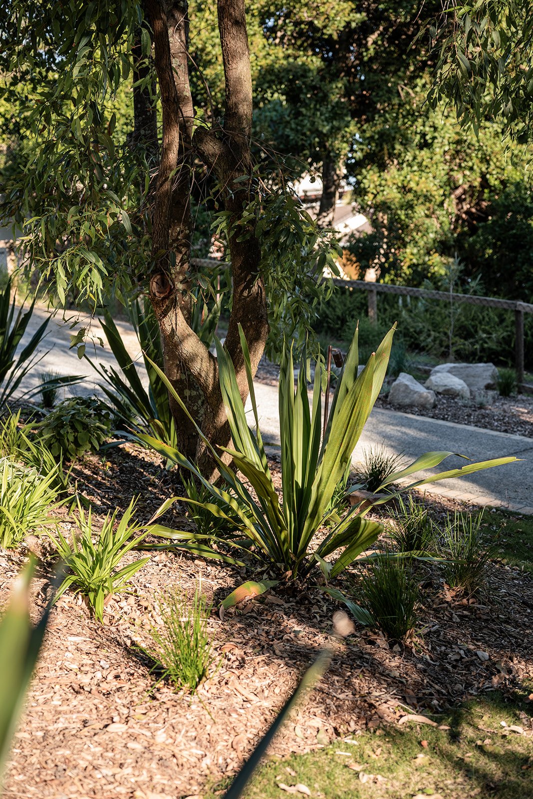 Fig Landscapes Garden Design and Build_Northern Rivers_Hastings Point66.jpg