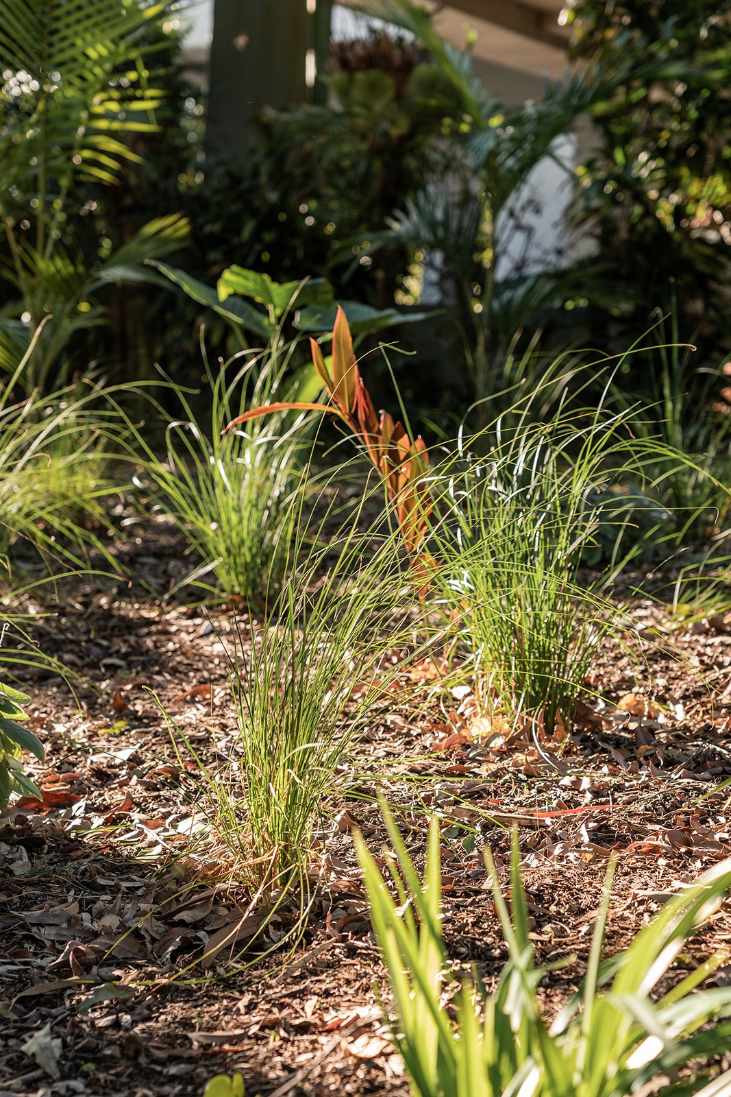 Fig Landscapes Garden Design and Build_Northern Rivers_Hastings Point70.jpg