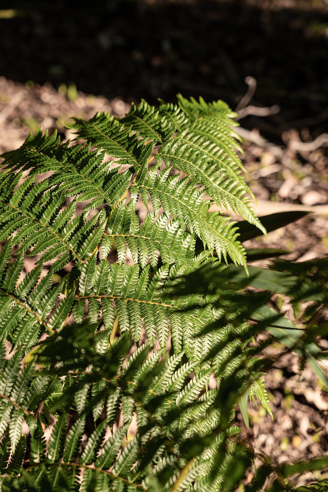 Fig Landscapes Garden Design and Build_Northern Rivers_Hastings Point72.jpg