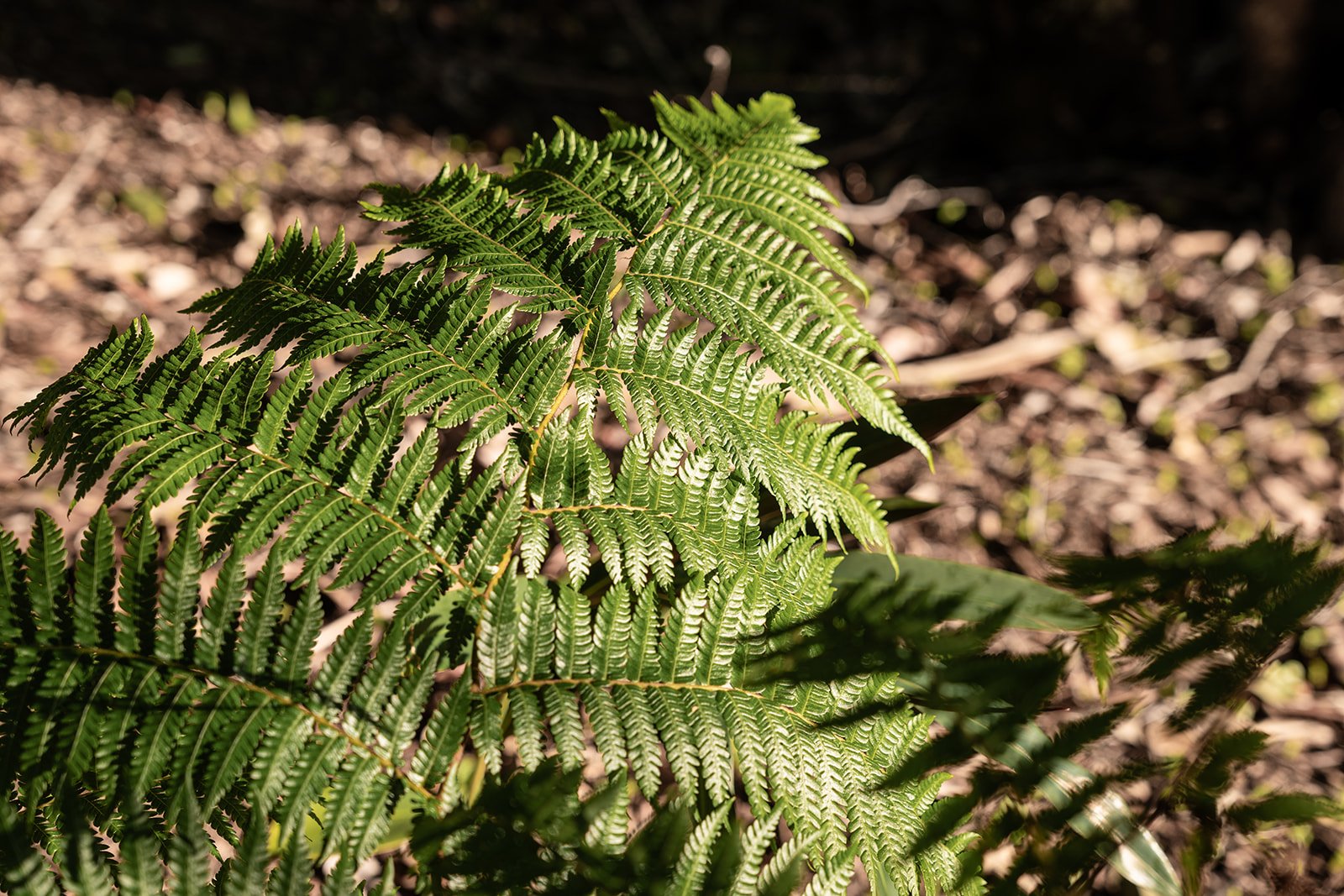 Fig Landscapes Garden Design and Build_Northern Rivers_Hastings Point73.jpg