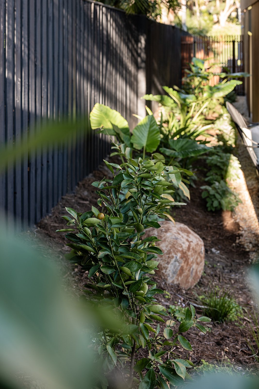 Fig Landscapes Garden Design and Build_Byron Bay15.jpg