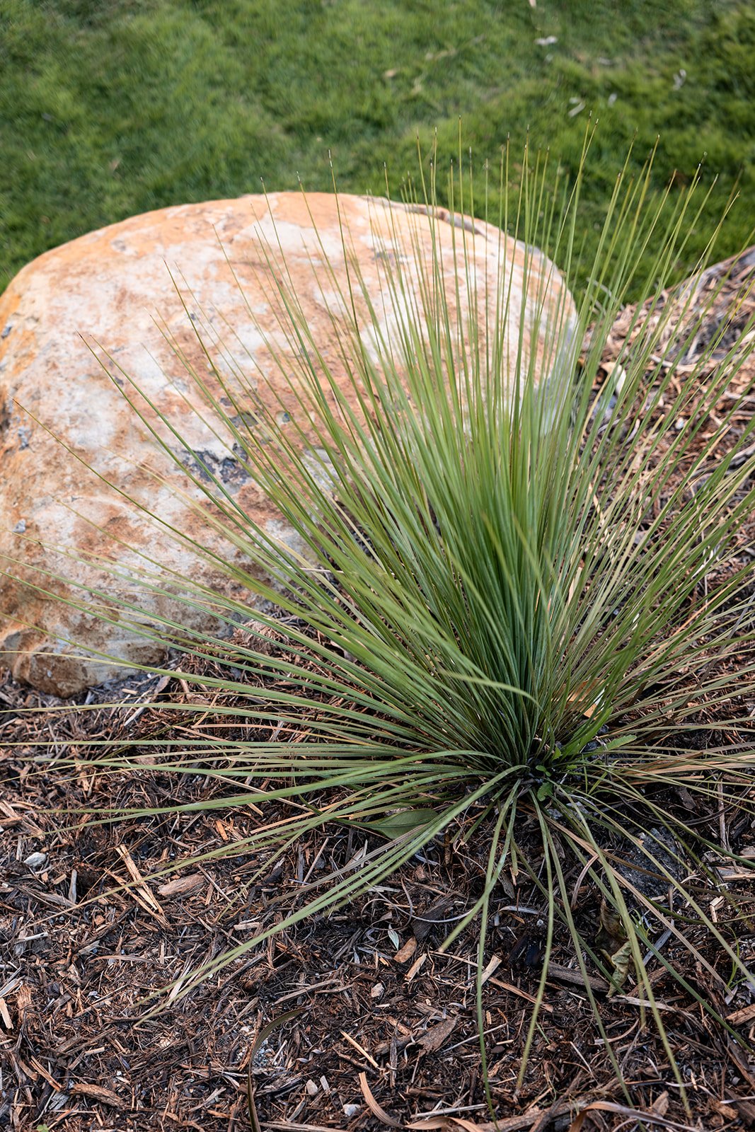 Fig Landscapes Garden Design and Build_Byron Bay16.jpg
