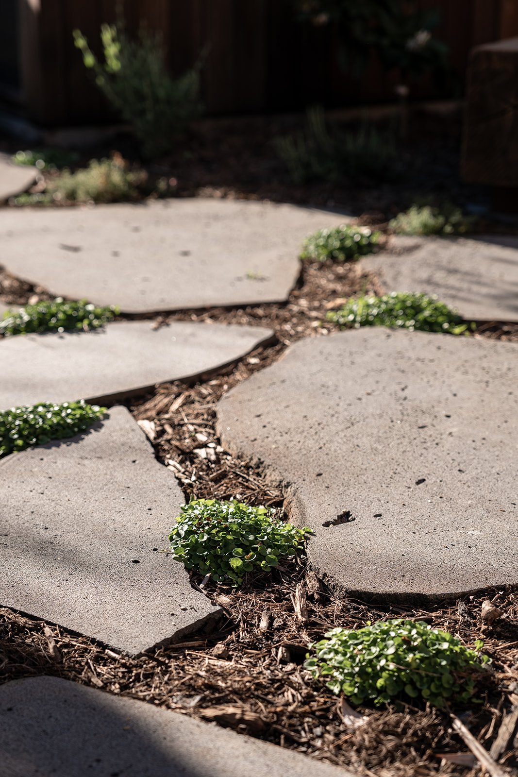 Fig Landscapes Garden Design and Build_Byron Bay43.jpg