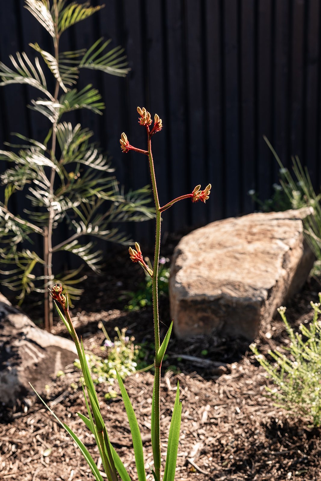 Fig Landscapes Garden Design and Build_Byron Bay46.jpg