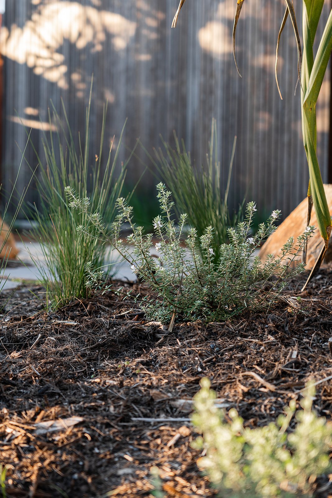 Fig Landscapes Garden Design and Build_Byron Bay119.jpg
