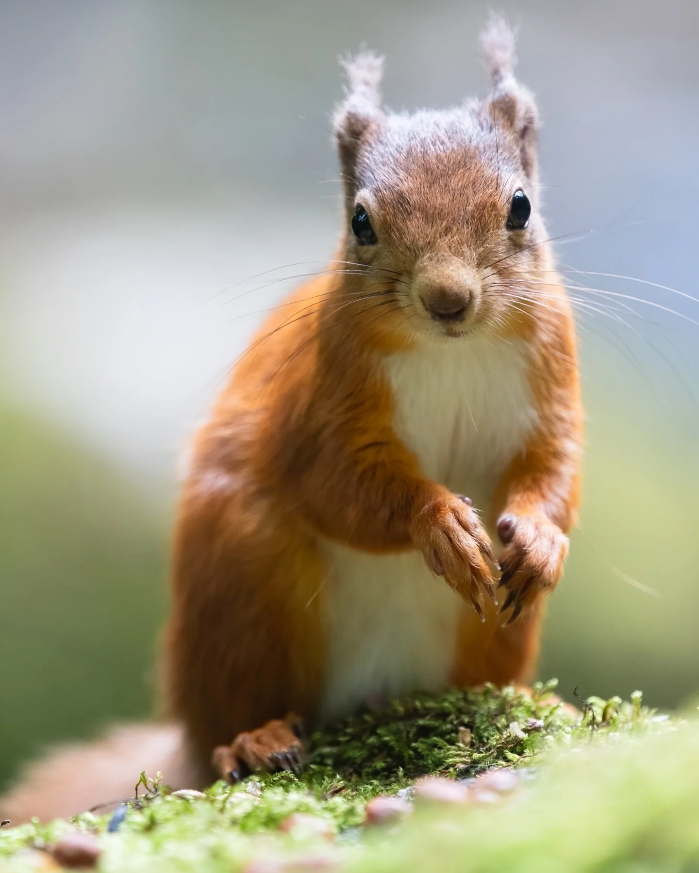 #redsquirrel #redsquirrels #redsquirrelsofinstagram #redsquirrelconservation #redsquirrelsurvivaltrust #squirrelsofinstagram #squirrellove #squirrellife #wildlifephotography #wildlifeuk #ukwildlife #ukwildlifeimages #ukwildlifepotd #wildlifeaddicts #