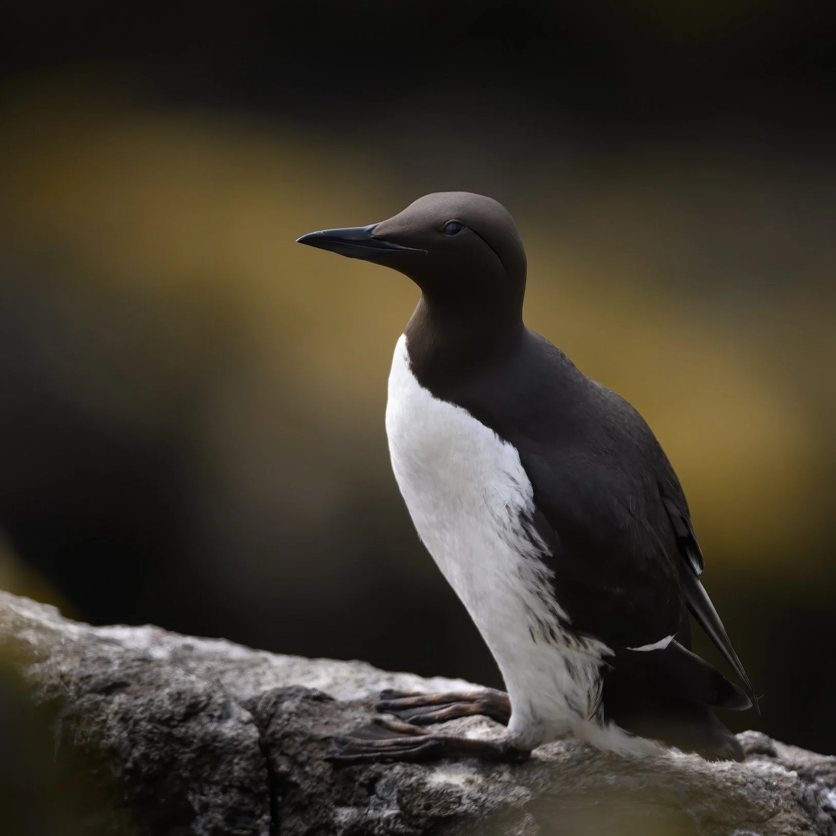 Guillemot on the Isle of May #guillimot #guillemotts #isleofmay #seabird #auks  #nikon #nikonuk #wildlife #wildlifeonearth #wildlifephotography #ukwildlife #ukwildlifeimages #britishwildlifephotography #britishwildlife #uknature #uknaturephotography