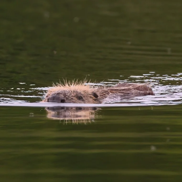#beaver #eurasianbeaver #castorfiber #beavers #scotland #scottishwildlife #ukwildlife #ukwild #wildlifeuk #ukwildlifephotography #nature #natgeoyourshot #nikonuk #mammals #mammalsofinstagram #mammalphotography #wildlifeonearth #wildlifematters #wildl