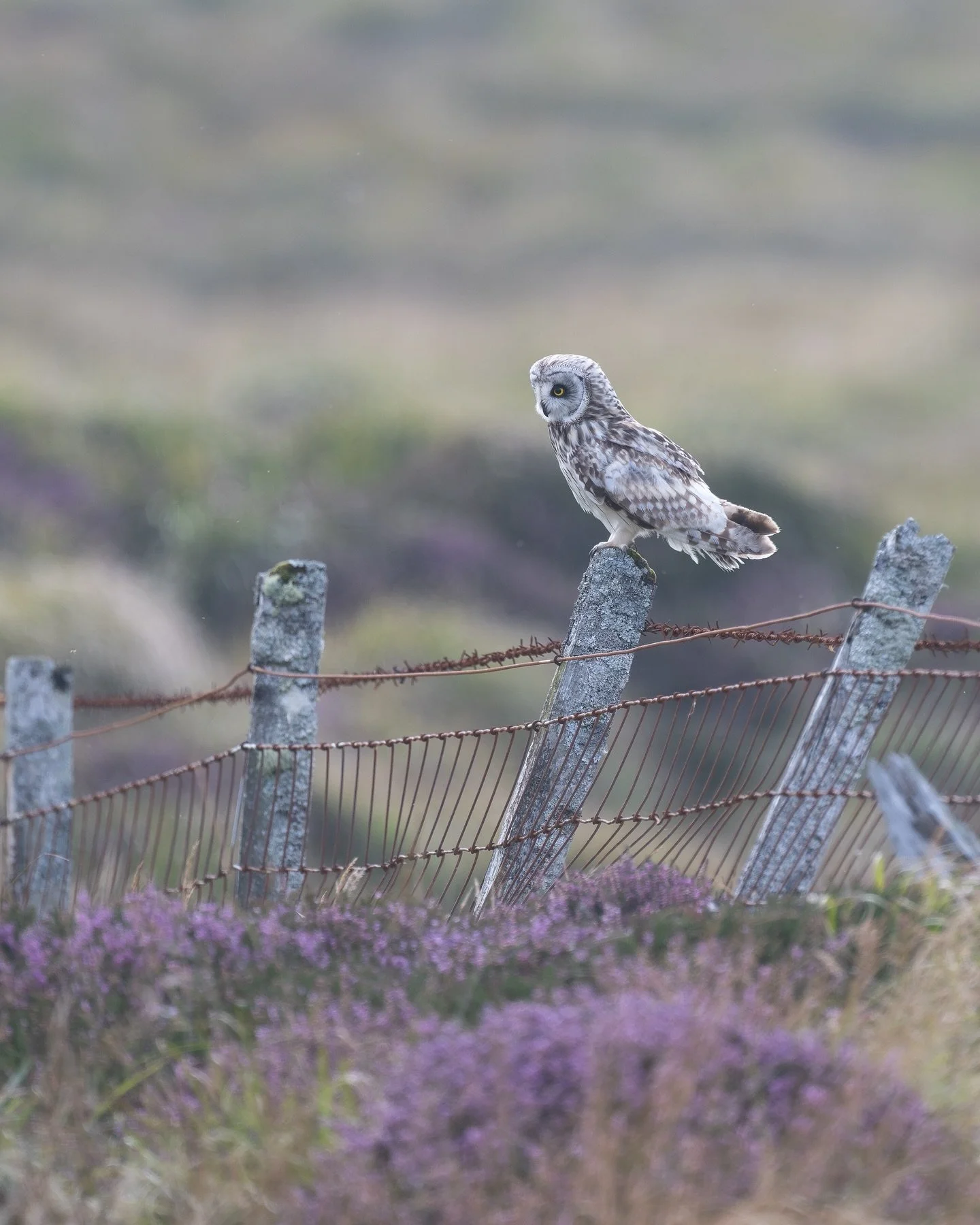 A short eared owl from my recent trip to North Uist. 

#shortearedowl  #shortearedowls #shortearedowlsofinstagram #owl  #owls  #uist  #northuist #outerhebrides #owlsoftheday #britishbirds #britishwildlife #britishwildlifephotography #ukwildlife #ukwi