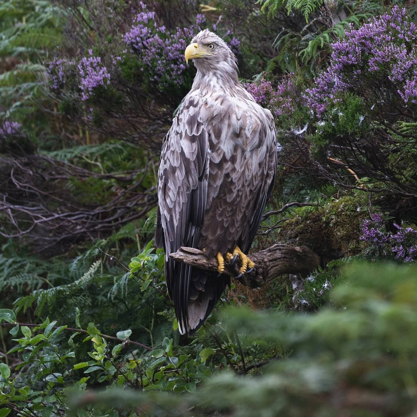 Beautiful white tailed eagle shot taken whilst visiting Uist on a boat trip with  @ladyannewildlifecruises. 

#uist #eagle #whitetailwdeagle #whitetailedeagles #wildlife #nature #ukwildlife #outerhebrides #bird #birds #birdphoto #birdsofinstagram #bi