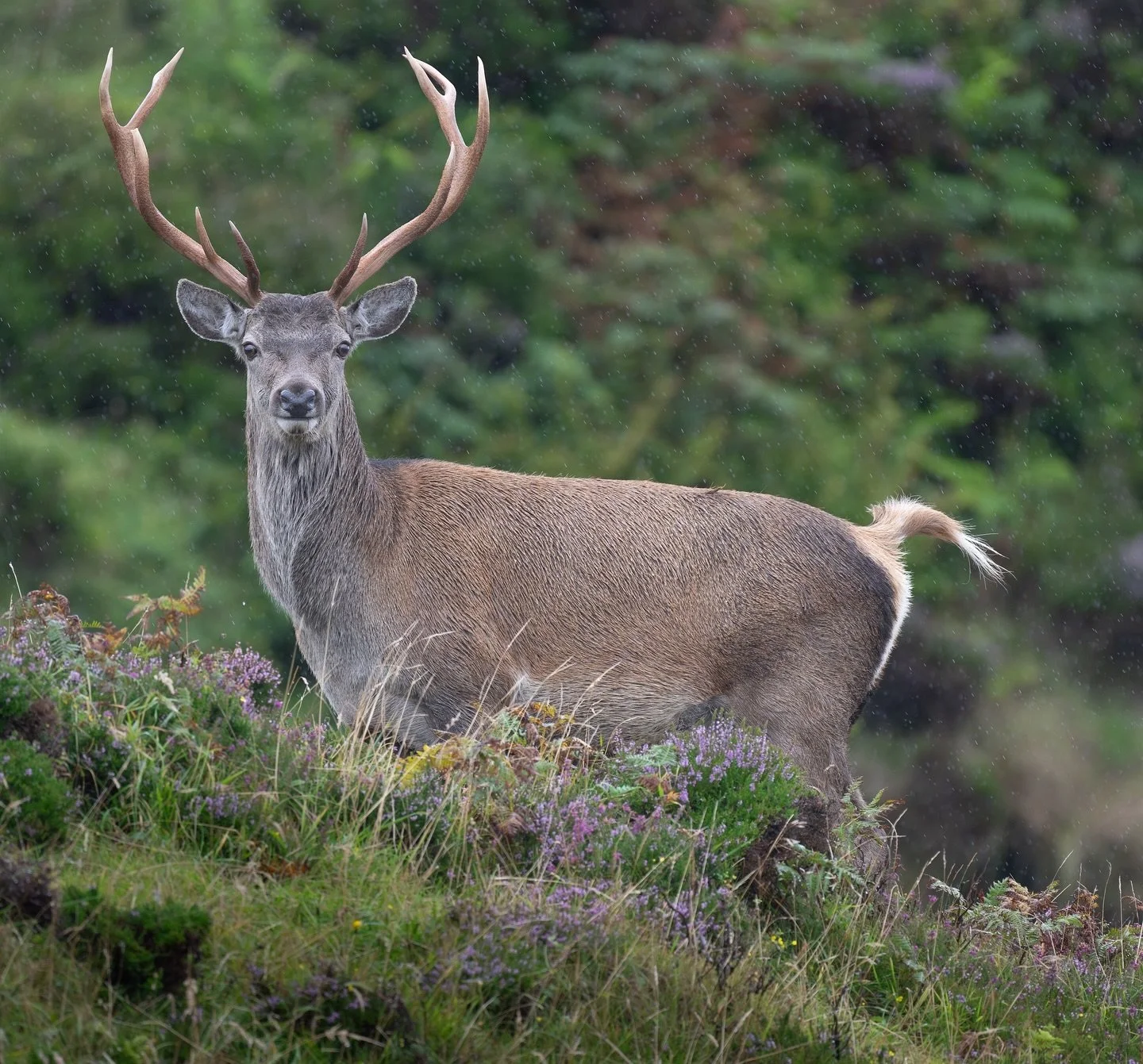Wishing I was back on Uist for the amazing wildlife 🦌  #reddeer #stag #uist #outerhebrides #ukwildlife #wildencounters #wildlife #wildlifephotography #wildlifephotographer  #wildlifephoto #wildlifeplanet #wildlifelovers #wildlifeaddicts #wildlife_se