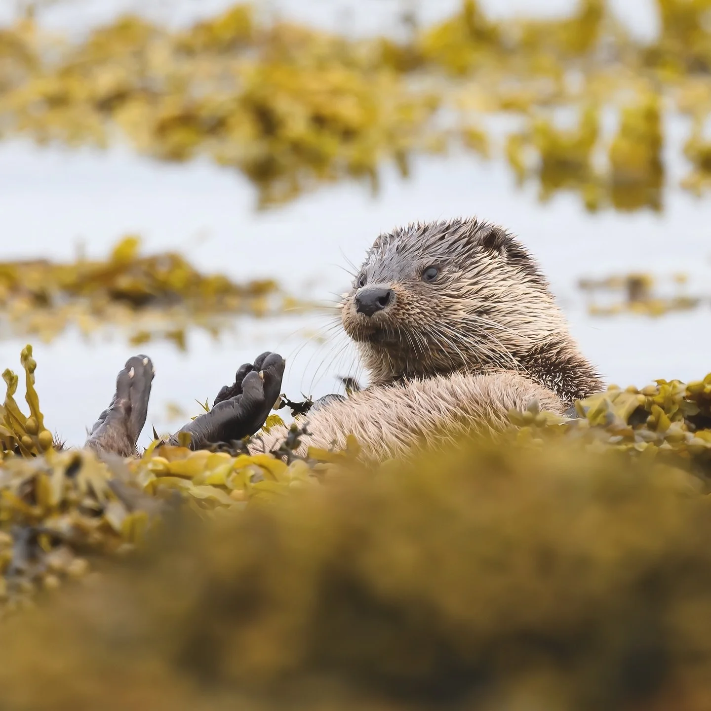 Otterly adorable 🥰. #otter #lutralutra #isleofmull #mull #otters #ottersofinstagram #otterlovers  #wildlifephotographyuk #wildlifephotographer #wildlifeplanet #wildlifeconservation #wildlifelovers #wildlifeperfection #ukwildlifehub #ukwildlifeimages
