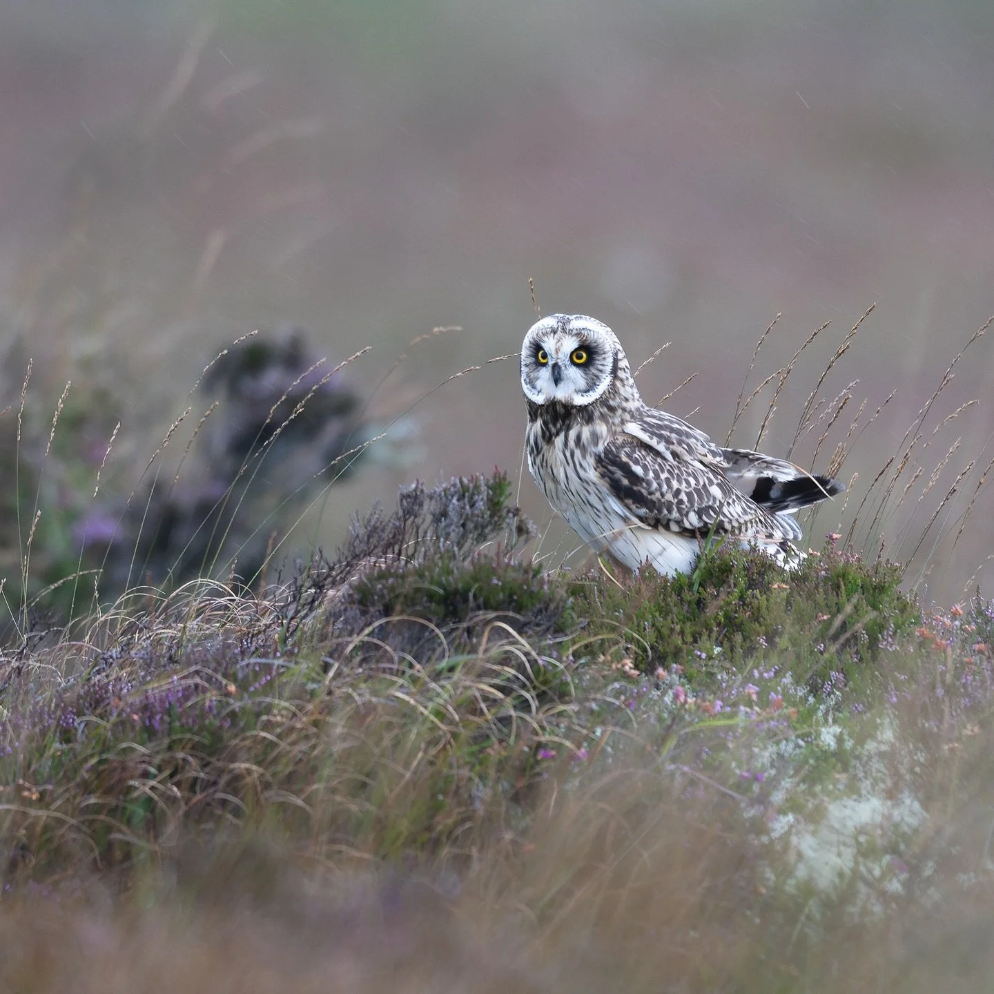 Whilst on Uist I saw short eared owls most days. I&rsquo;d hoped to see a long eared owl too but it wasn&rsquo;t to be this time.  #shortearedowl #only owls #only_raptors #nuts_about_birds  #bestbirdshots #nikonuk #z9 #nikonz9 #natureuk #bird_brillia
