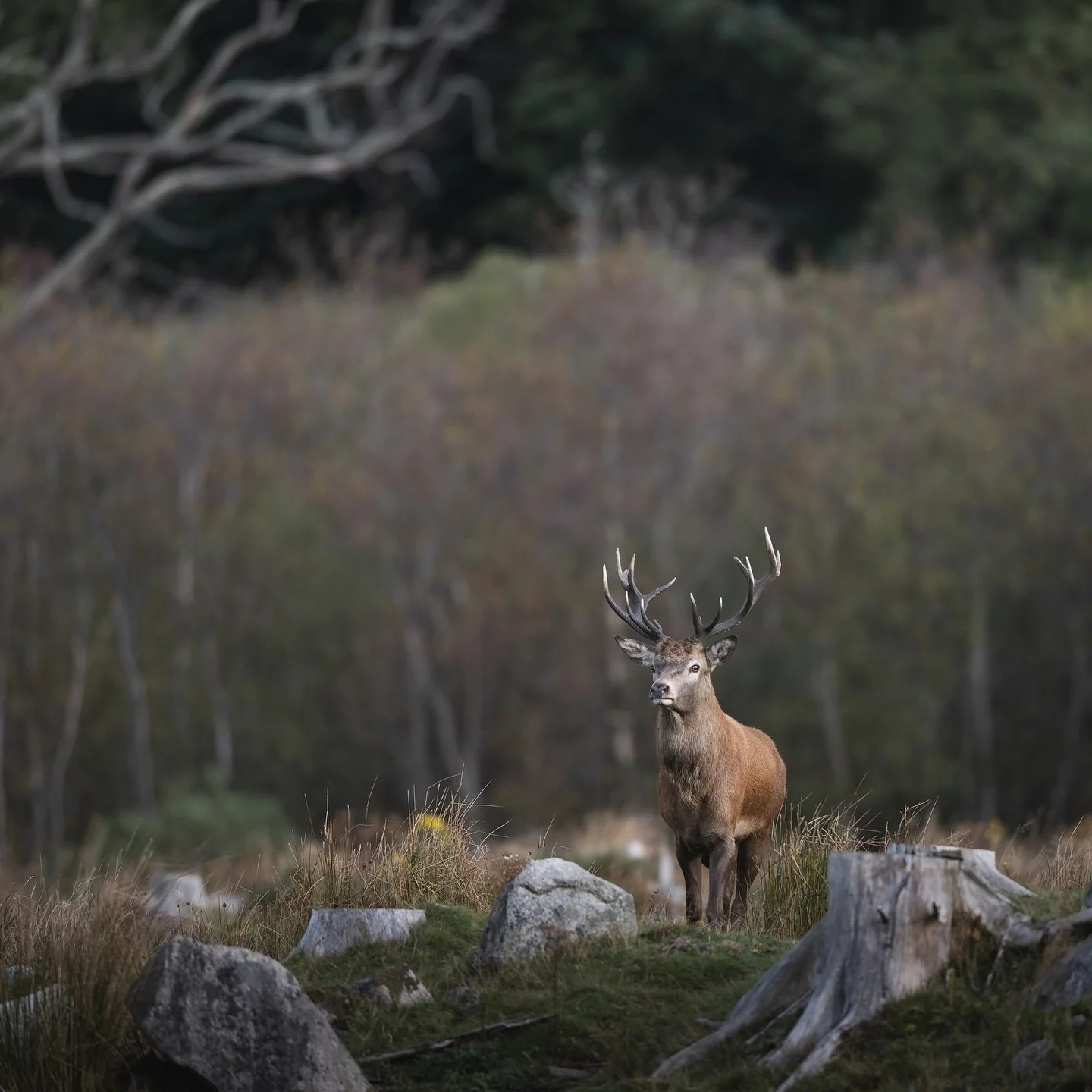 First my trip out for red deer last Sunday. #reddeer #deer #deerrut #deerruttingseason #scotland_greatshots #scottishwildlife #wildlifeuk #britishwildlife #mammal #wildlifephotography #wildlifeofinstagram #wildlifeonearth #nikon #nikonuk #nikon400mm 
