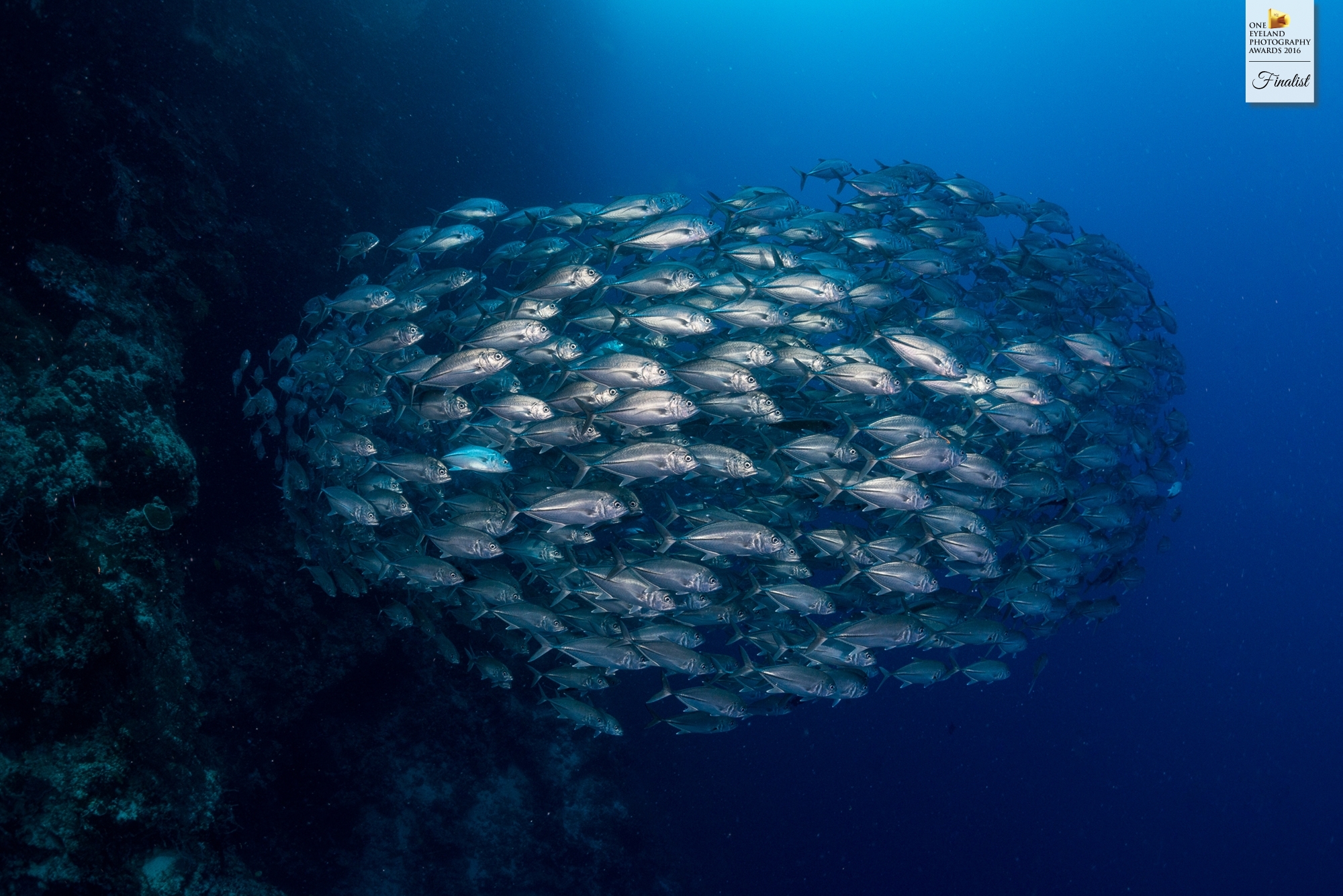 Finalist (Nature, Underwater): "School of Jacks by the Wall"