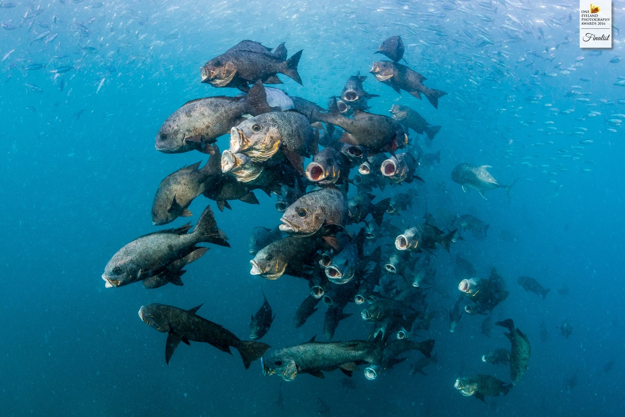 Finalist (Nature, Underwater): "Feeding Frenzy"
