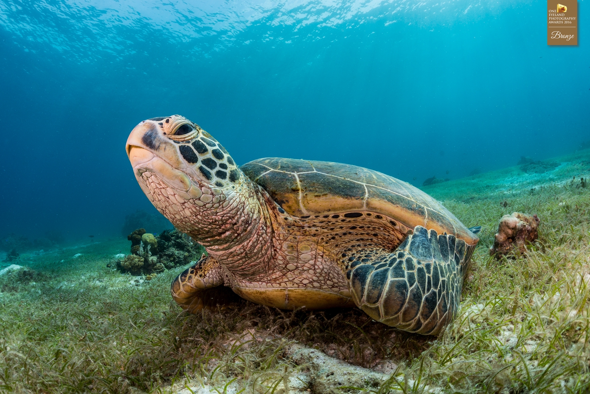 Bronze (Nature, Underwater): "Green Sea Turtle on Sea Grass Bed"