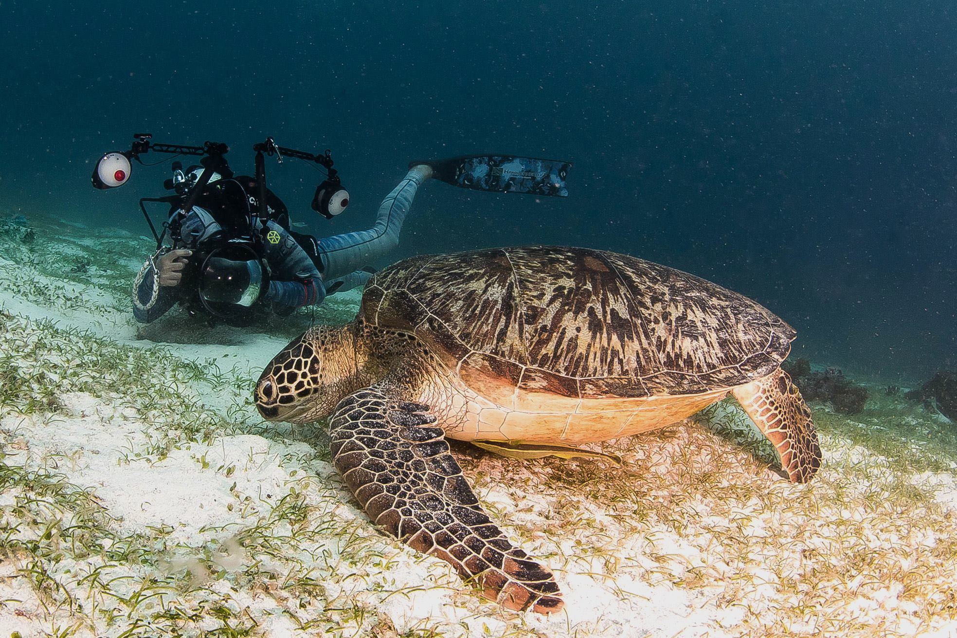 HECS - Announcement Photo - Turtle.jpg