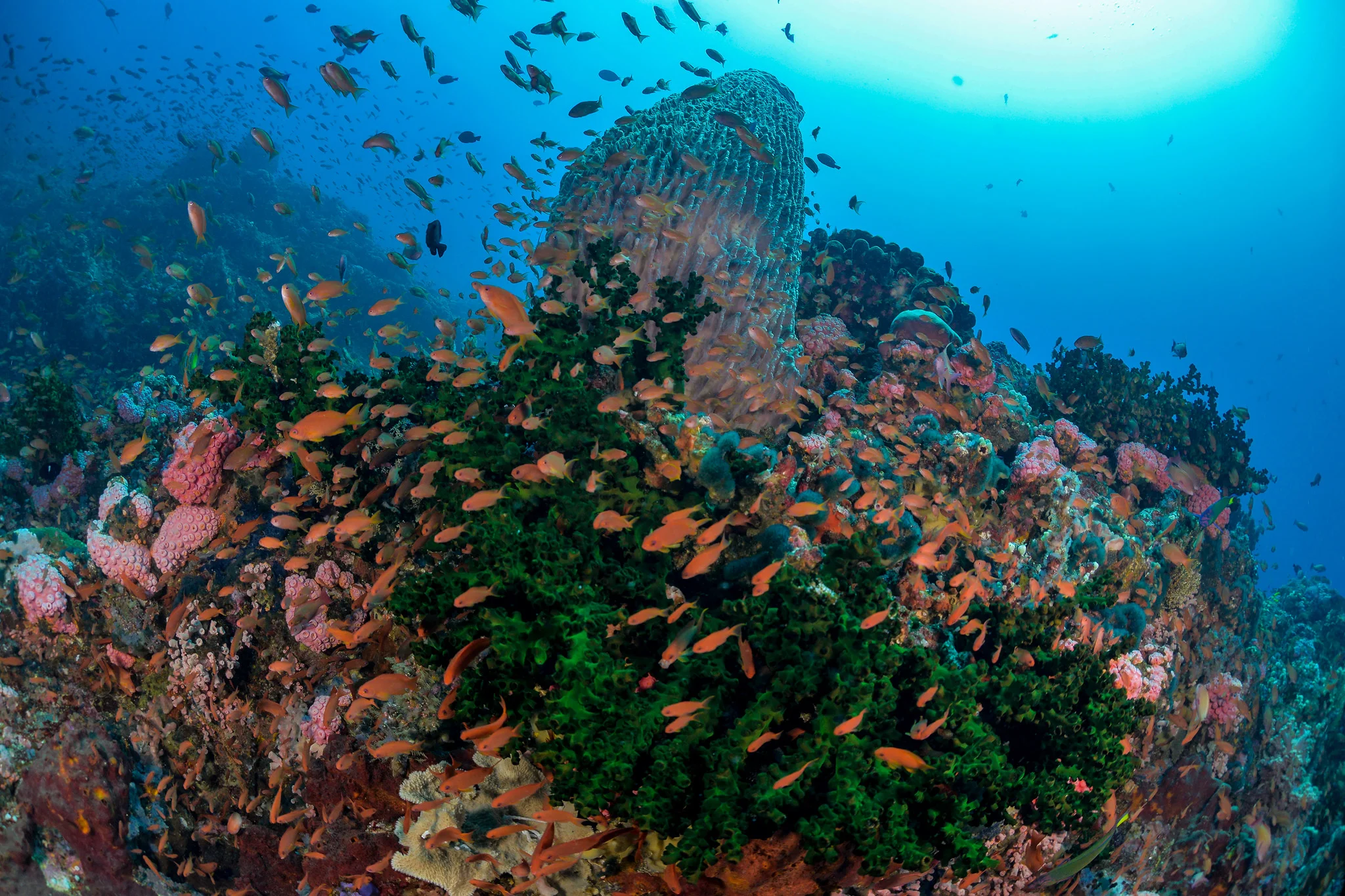 Noel-Guevara---Verde-Island-TIFF.jpg