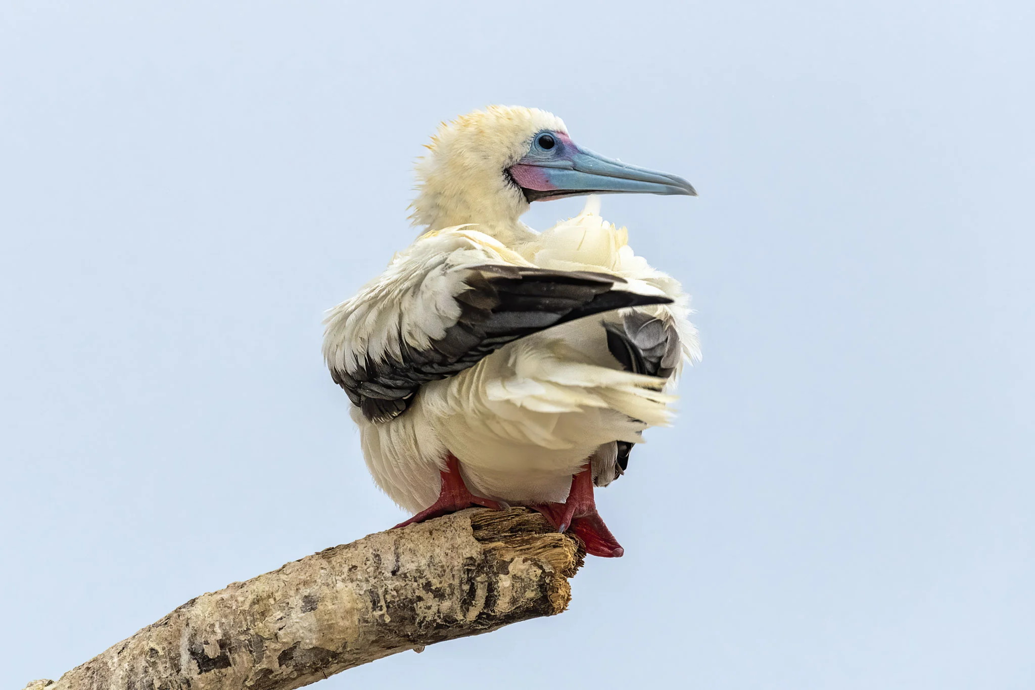 20190524_Shell_Tubbataha_D1_DK2_00190-Edit.jpg