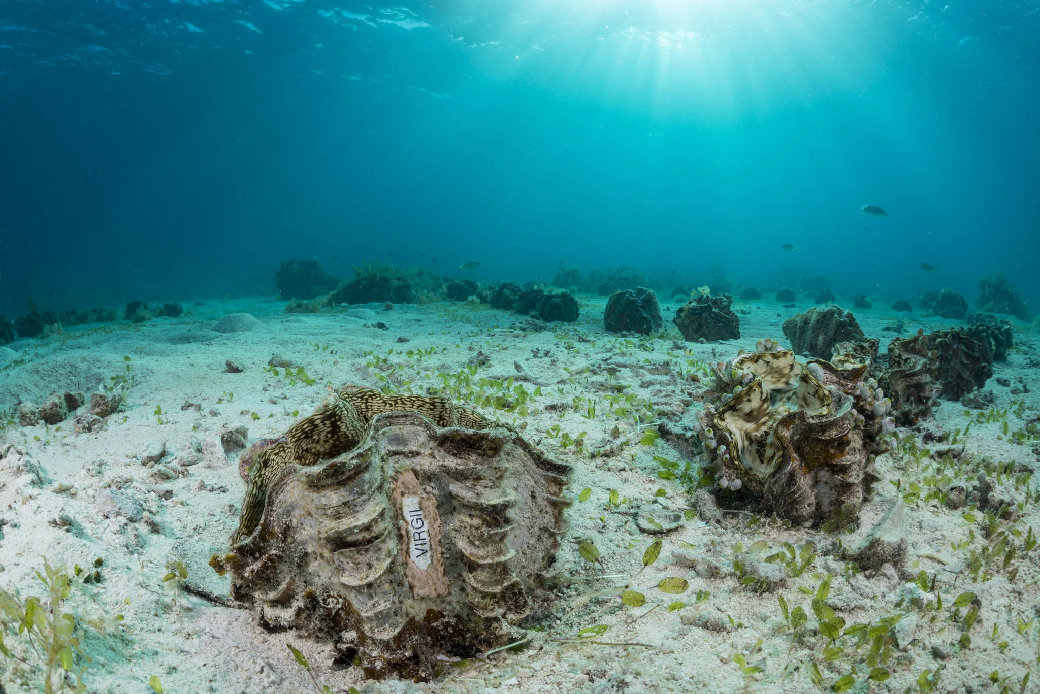 CTI_Taytay_Underwater-40.jpg