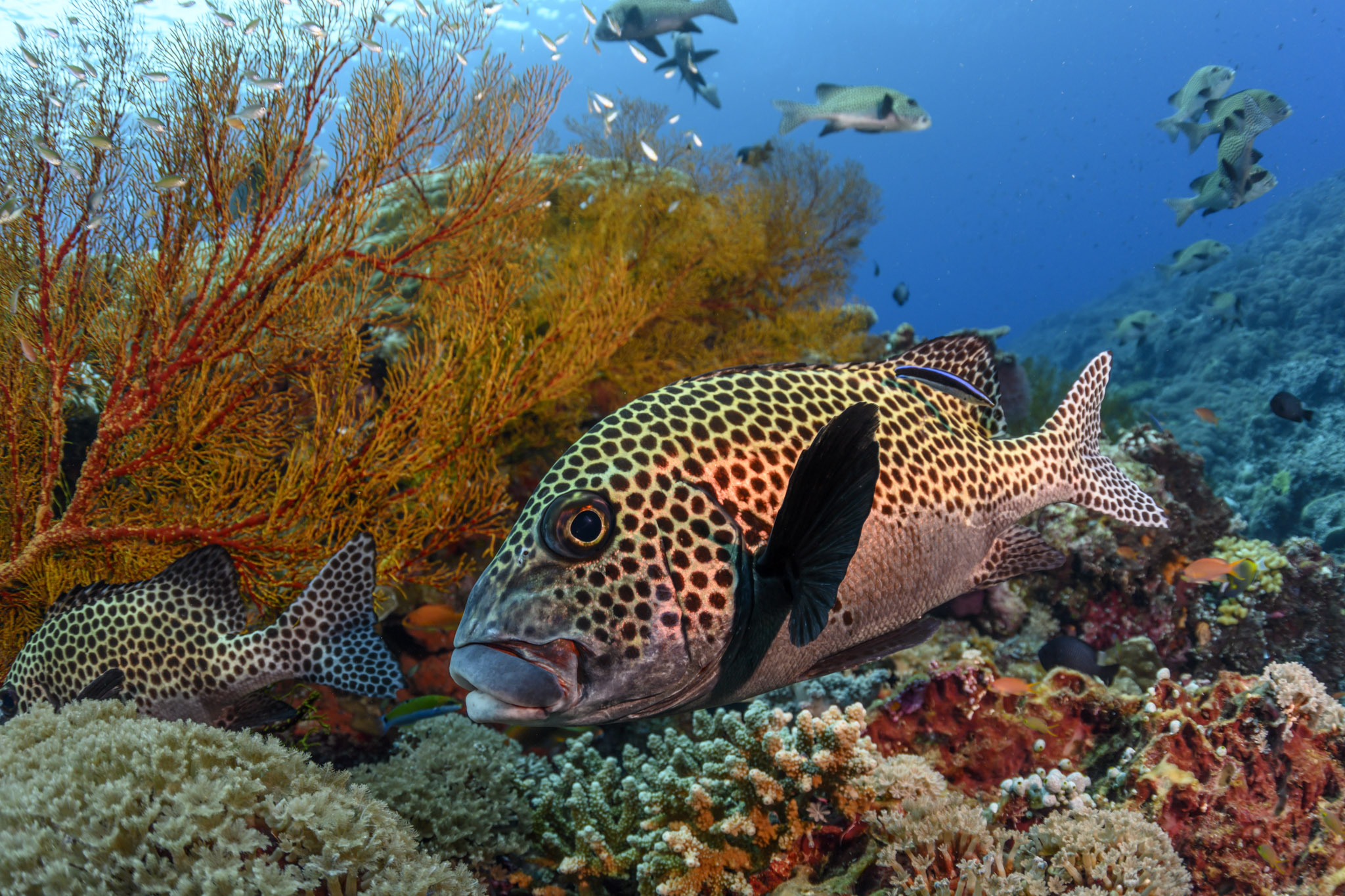 20190524_Shell_Tubbataha_D1_DK1_00248.jpg