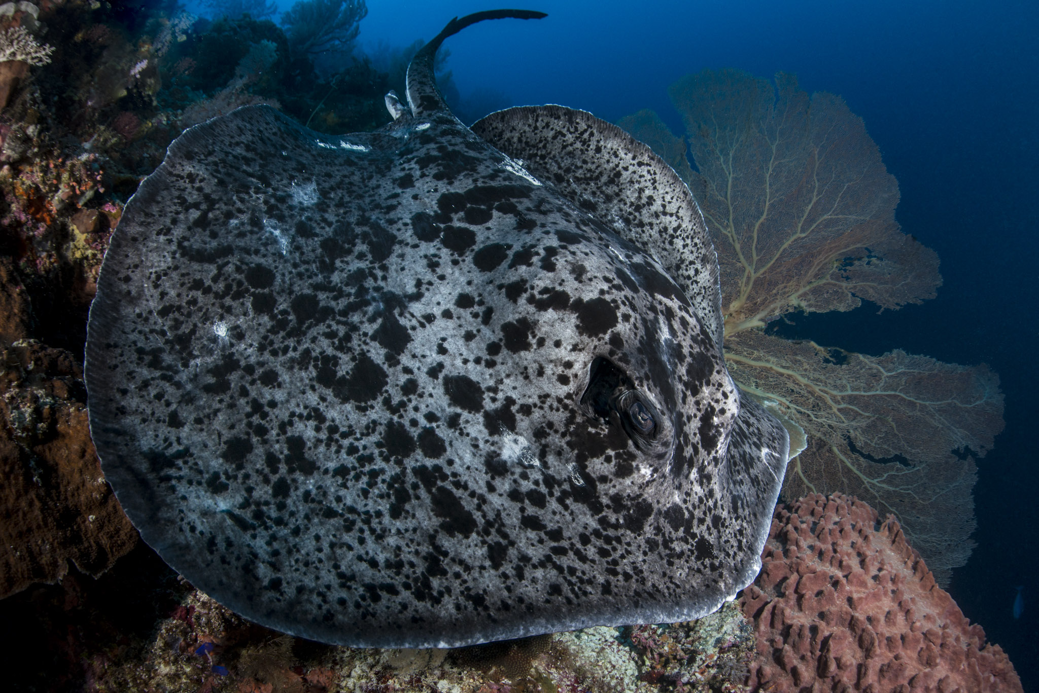 201704_Lamave_Tubbataha_Day4_Dsk1_00093-Edit-Edit.jpg