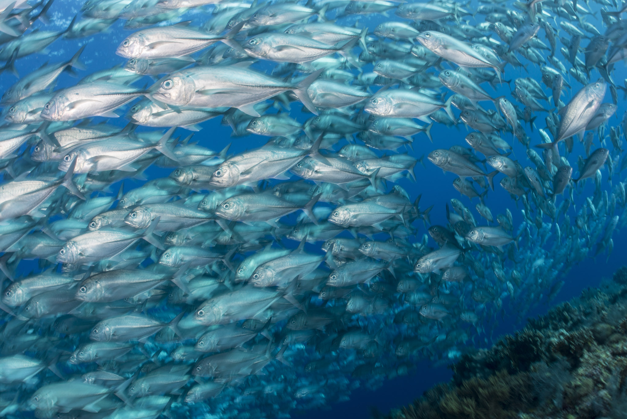 201704_lamave_tubba_underwater00025.jpg