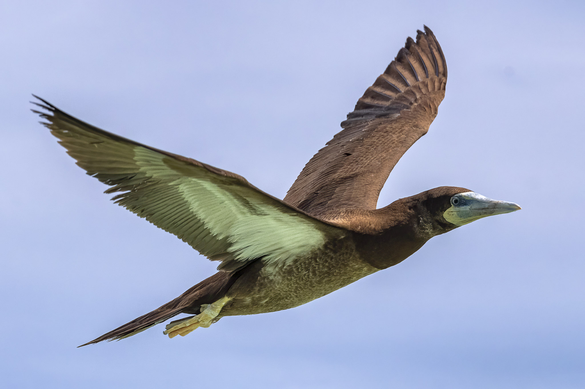 20190525_Shell_Tubbataha_D2_DK1_00205-Edit.jpg