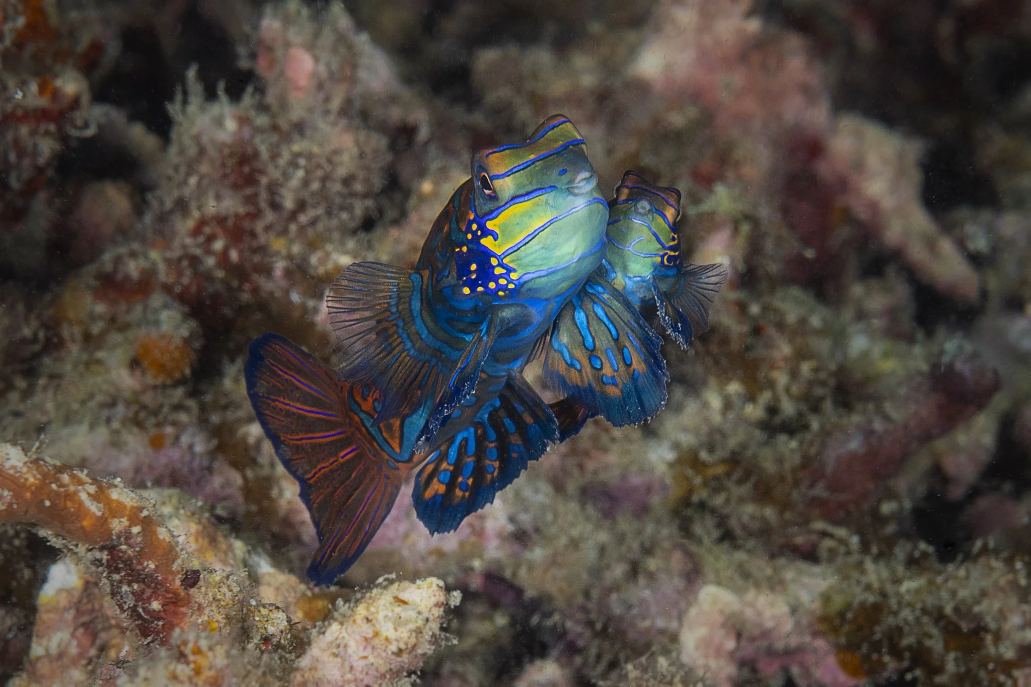 Mating Mandarin Fish at Lighthouse.jpg