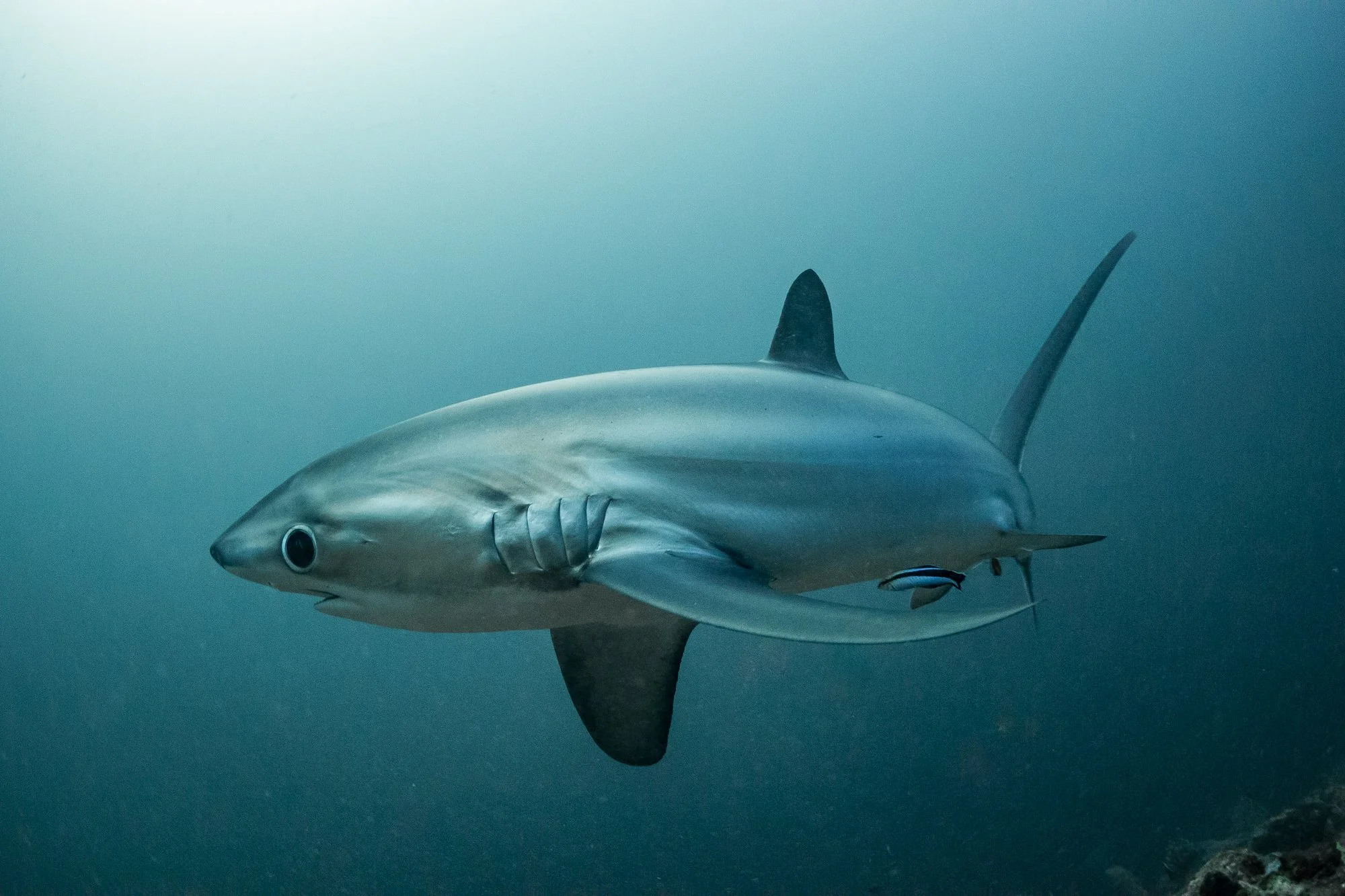 Theresher Shark and Cleaner fish closeup.jpg