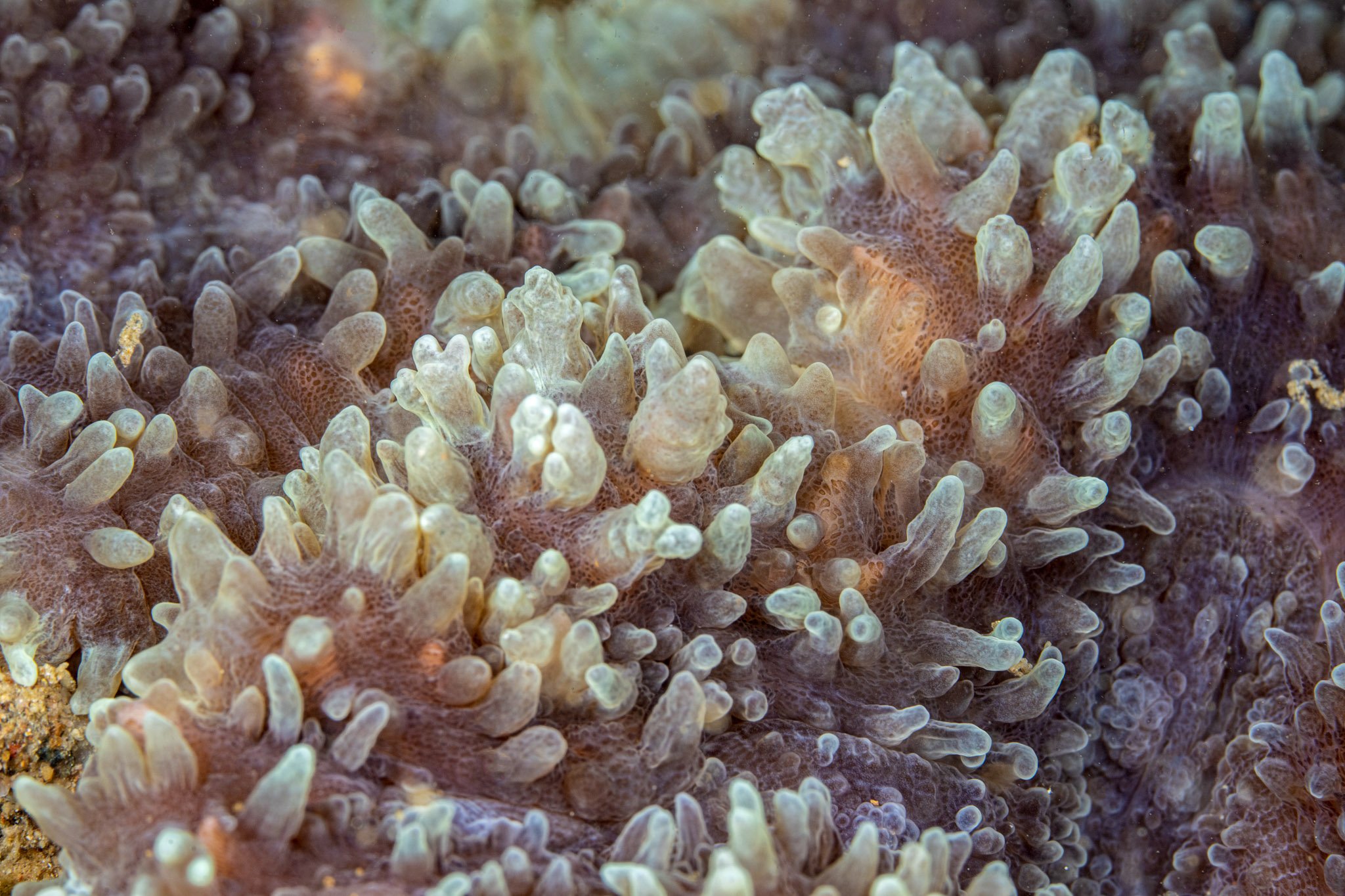 20241112_Proj_Cuttlefish_D2_DSC9538-Edit.jpg