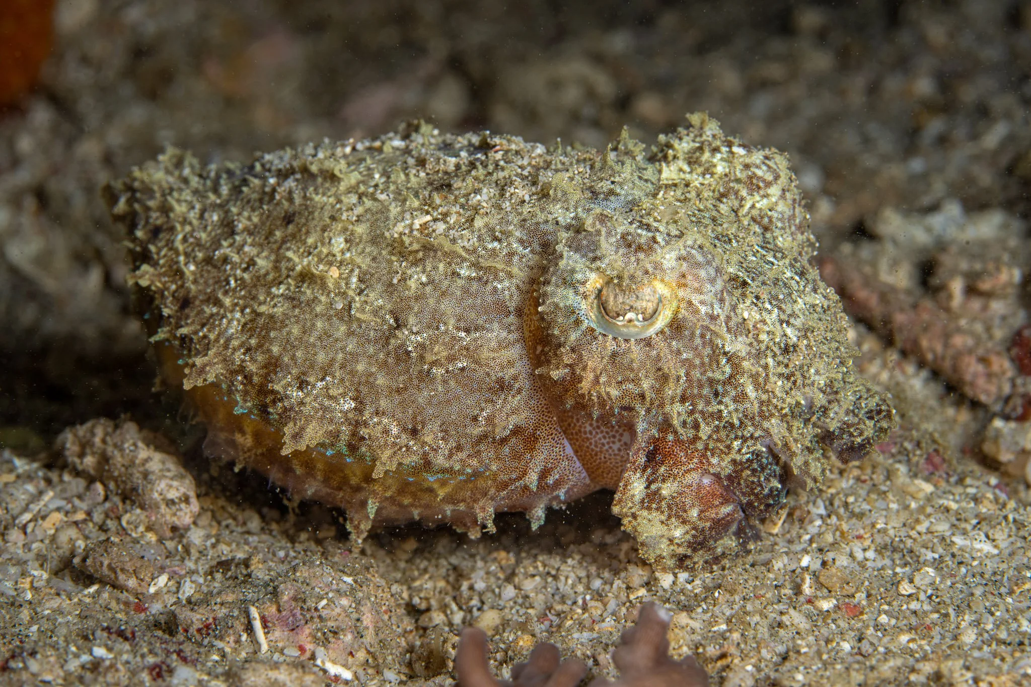 20241112_Proj_Cuttlefish_D2_DSC9908-Edit-2.jpg