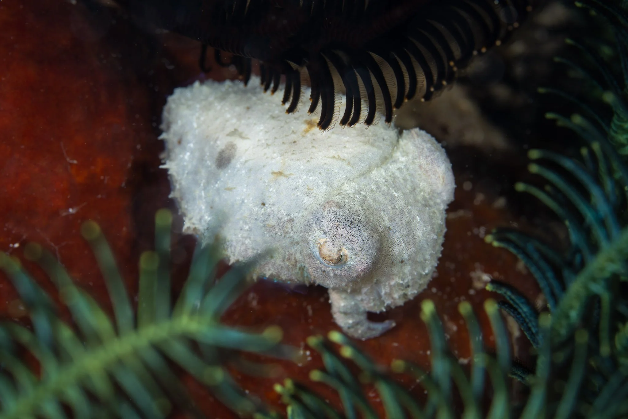 20241113_Proj_Cuttlefish_D3_DSC0768-Edit.jpg