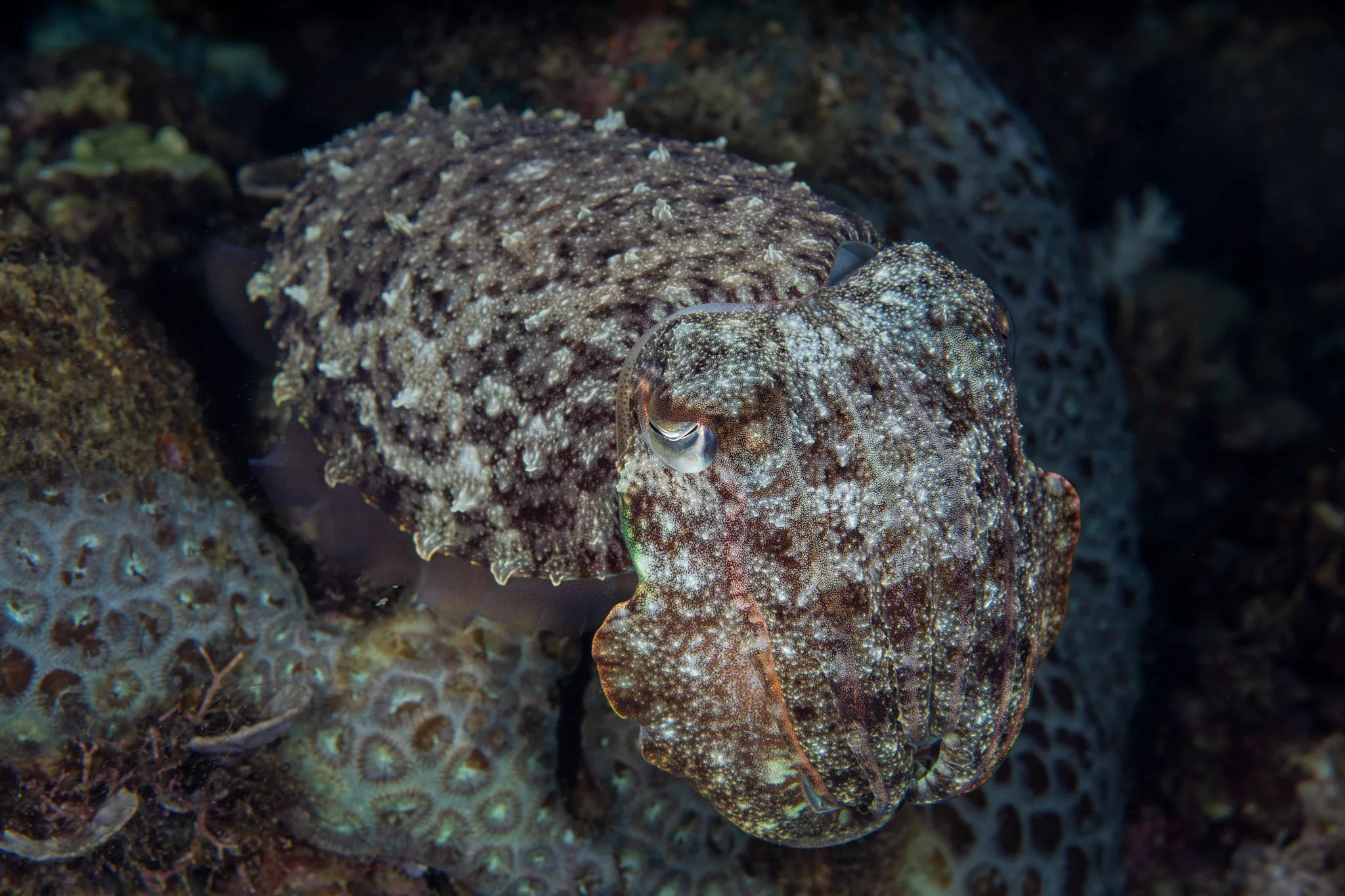 20241114_Proj_Cuttlefish_D4_DSC1571-Edit.jpg