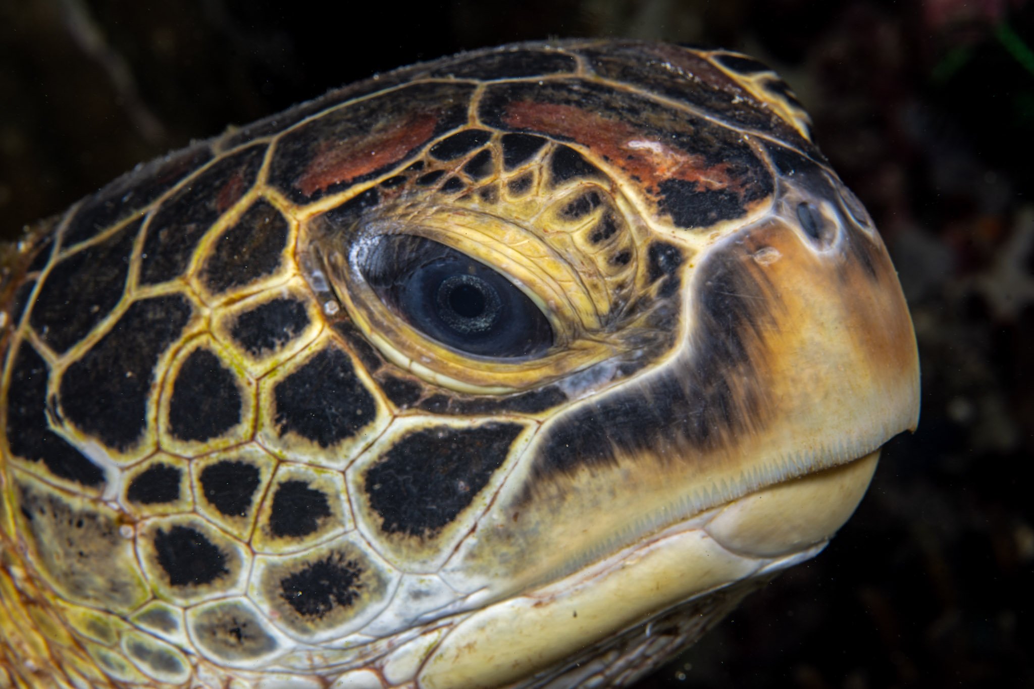 20241115_Proj_Cuttlefish_D5_DSC1857-Edit.jpg