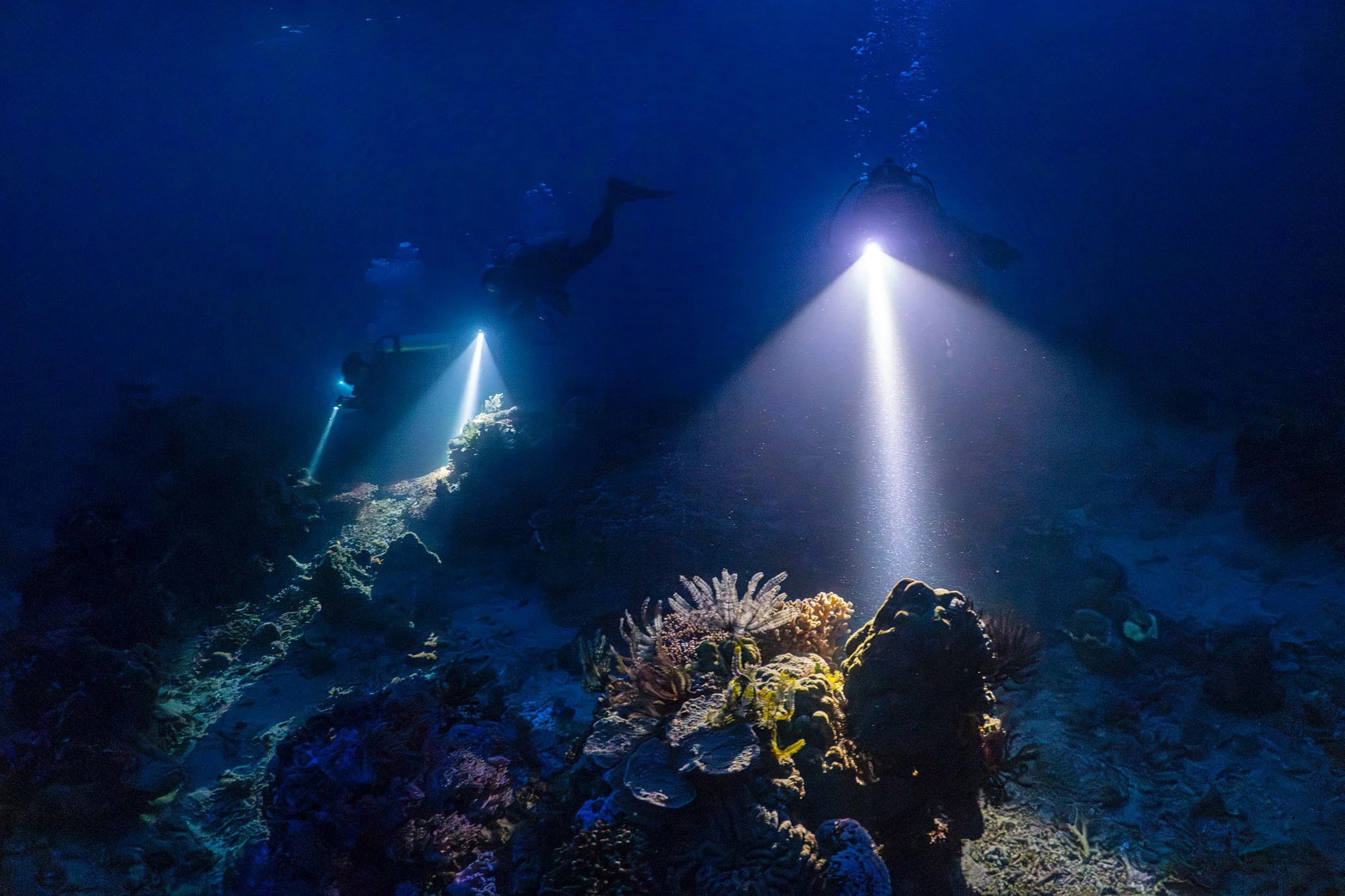 20241118_Proj_Cuttlefish_D8_DSC3933-Enhanced-NR-Edit.jpg