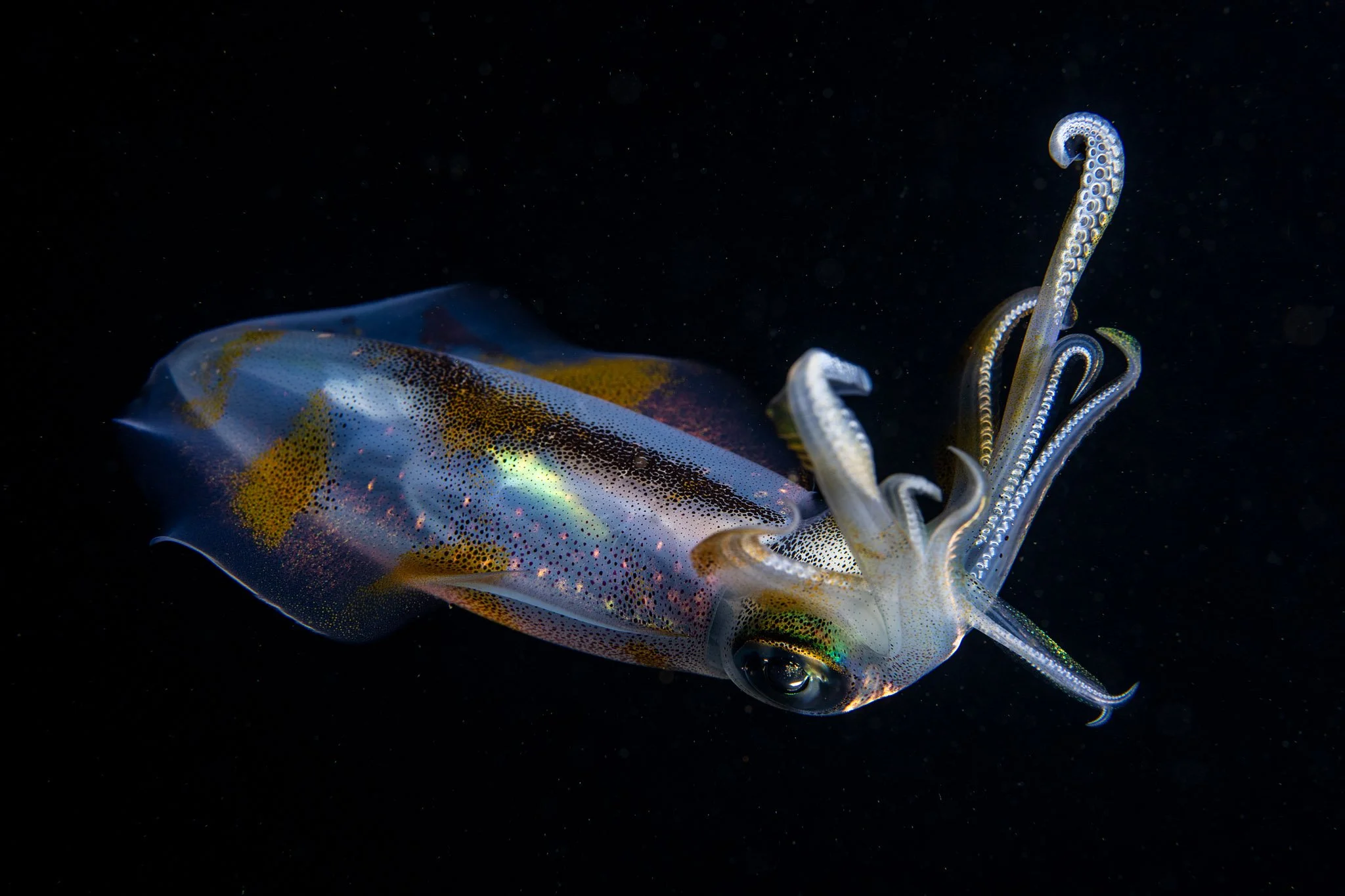 20241118_Proj_Cuttlefish_D8_DSC4619-Edit.jpg
