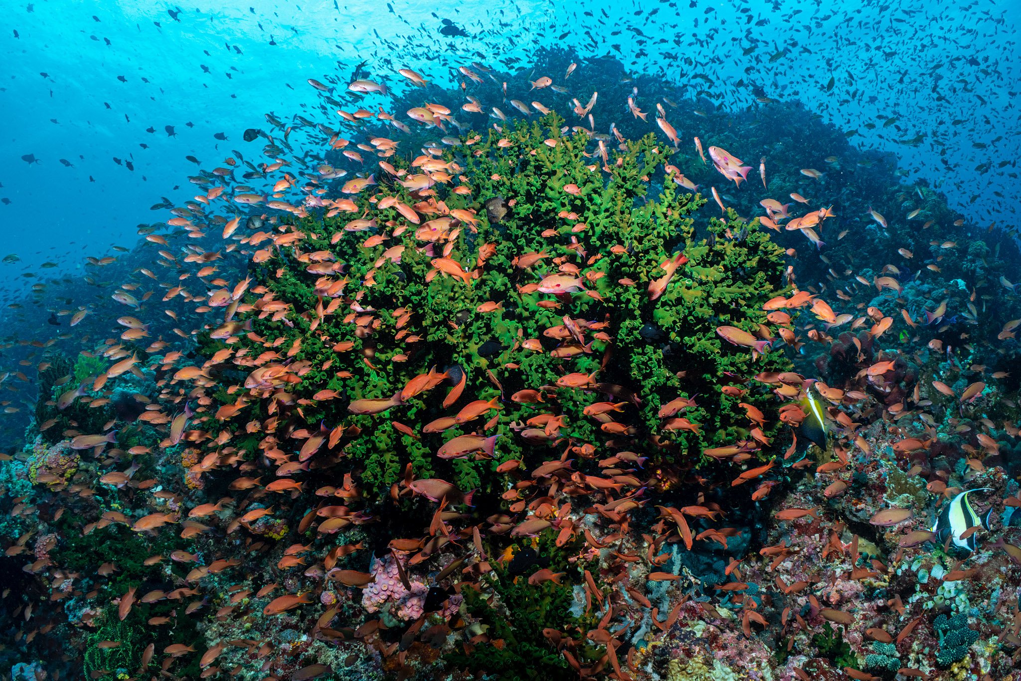 20241119_Proj_Cuttlefish_D9_DSC5603-Edit.jpg