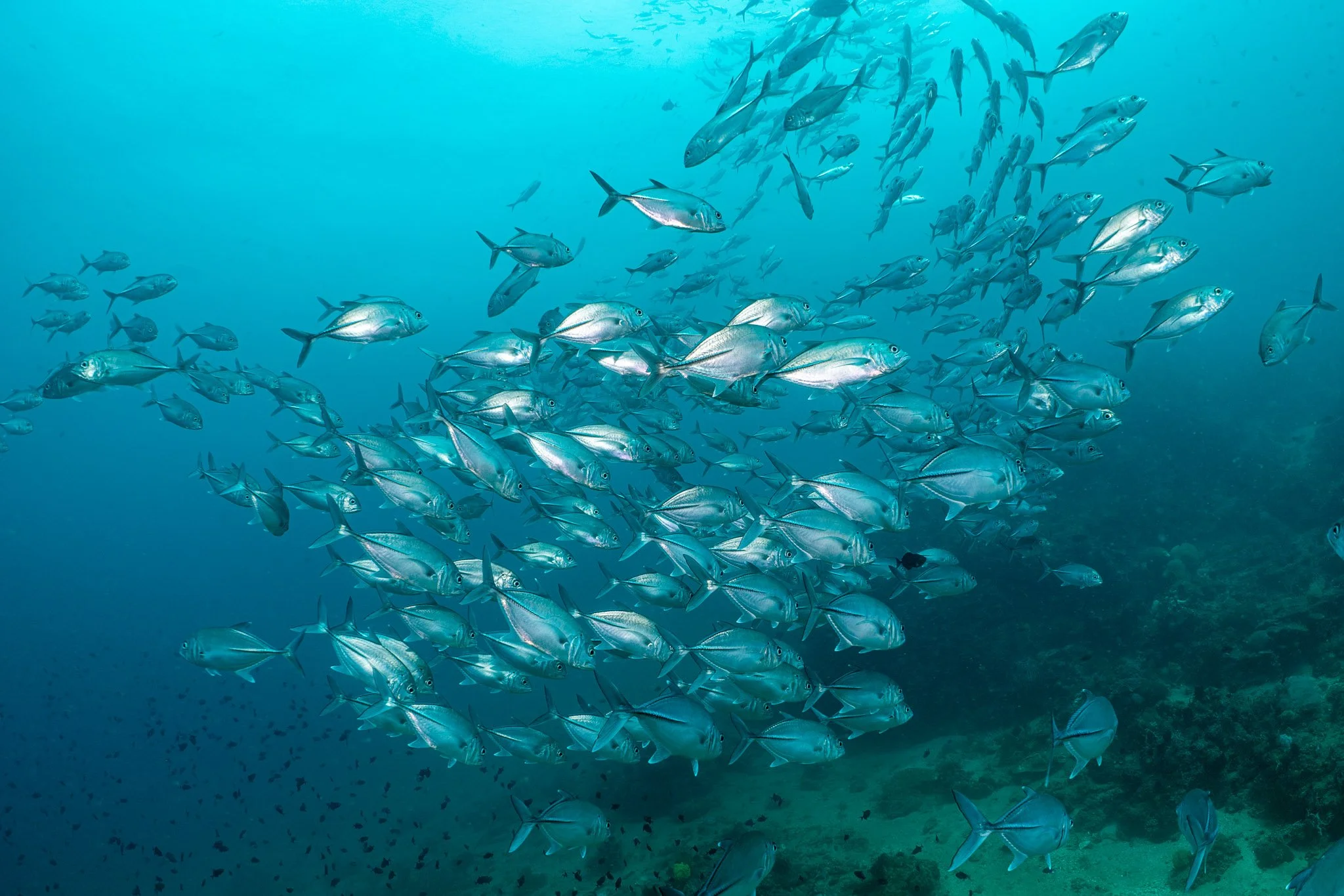 20241119_Proj_Cuttlefish_D9_DSC5821-Edit.jpg