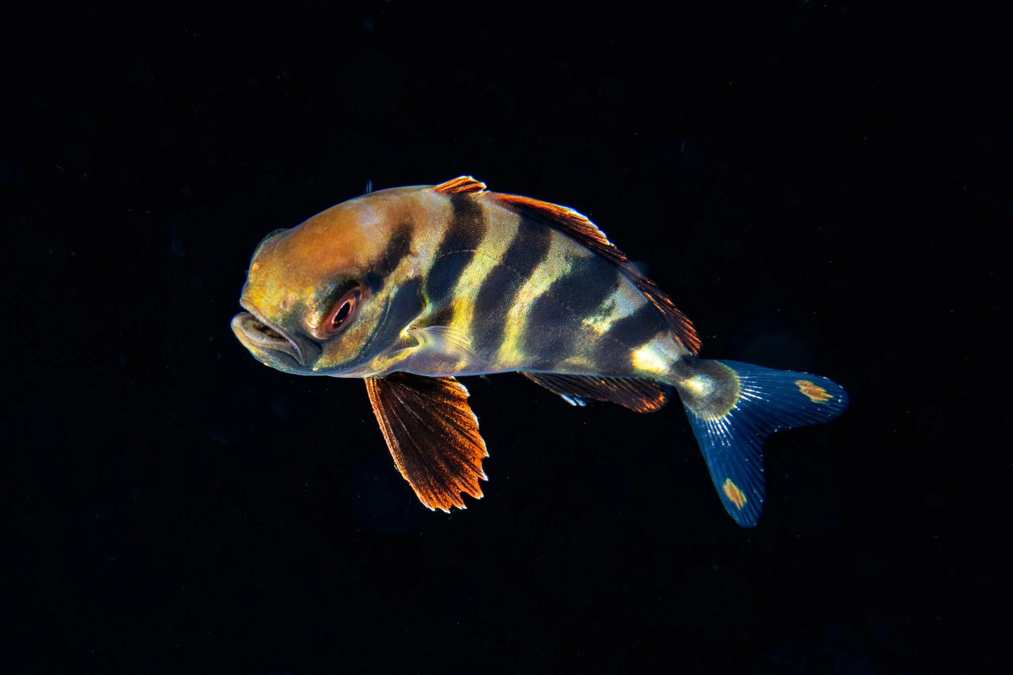 20241119_Proj_Cuttlefish_D9_DSC6561-Edit.jpg