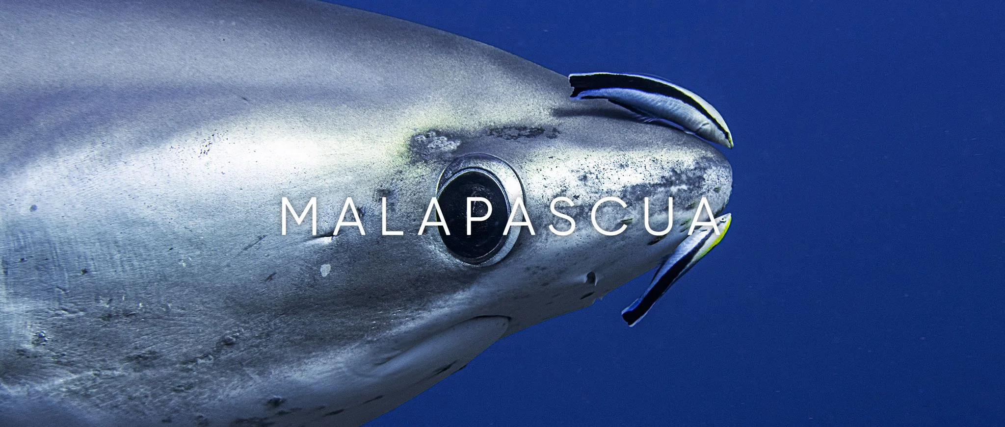 Malapascua 2026 Nav.jpg