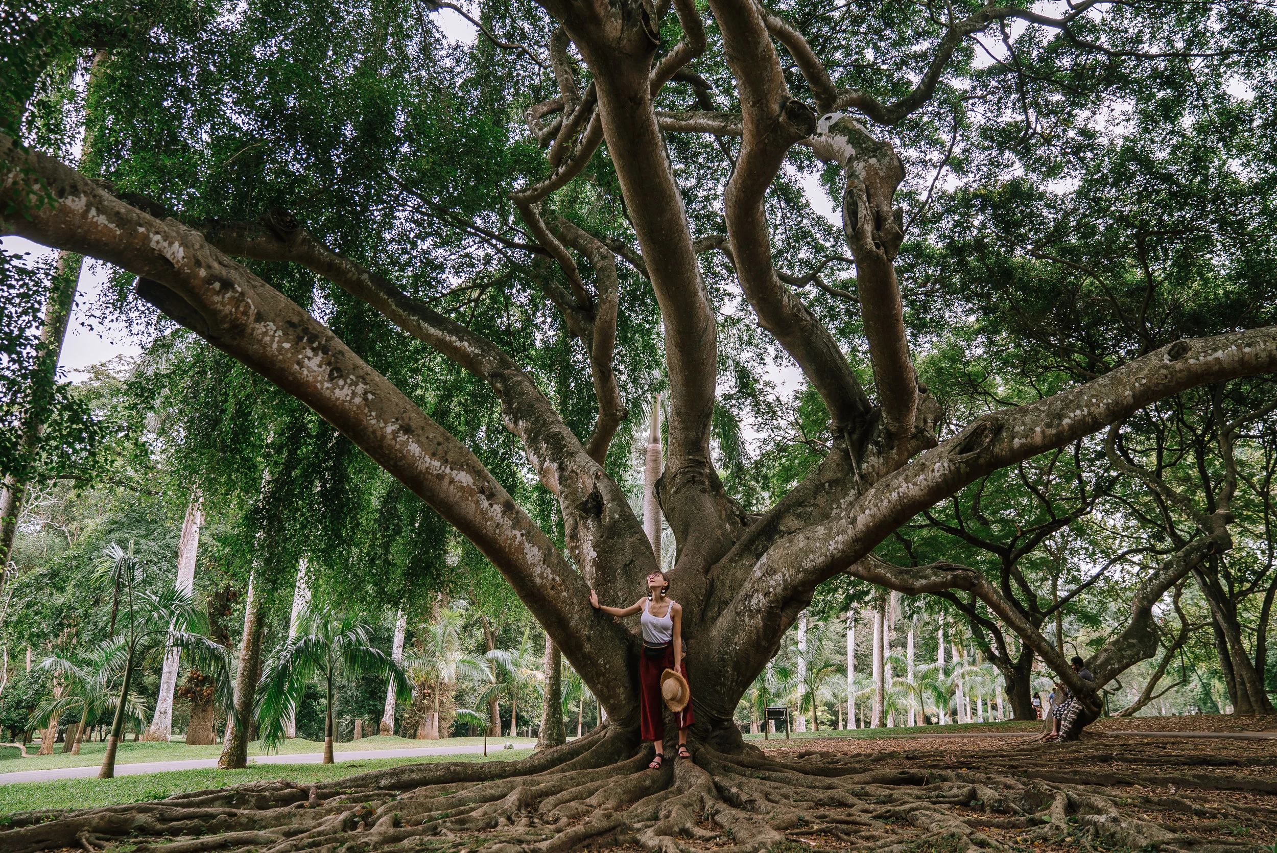 Royal Gardens - Kandy