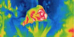 Thermal imaging - Film and video production