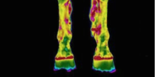 Thermal imaging - Veterinary
