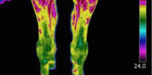 Thermal Imaging - Equestrian