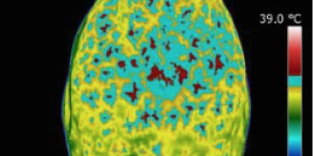 Thermal imaging - Veterinary