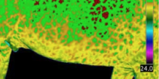 Thermal imaging - Veterinary