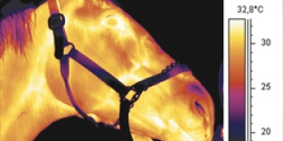 Thermal imaging - Equestrian